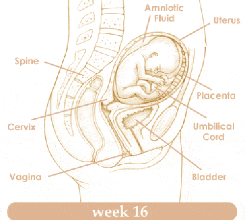 Mang thai tuần thứ 16 và sự phát triển của thai kỳ