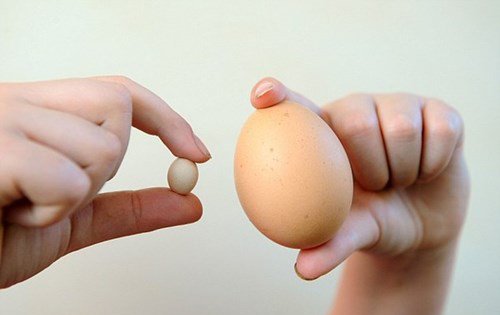 Kỳ lạ quả trứng gà bé nhất thế giới chỉ bằng viên bi