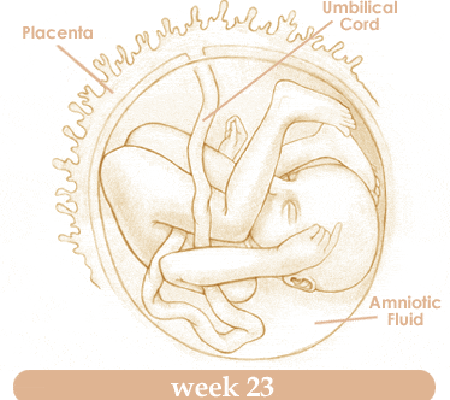 Mang thai tuần thứ 23 và sự phát triển của thai kỳ