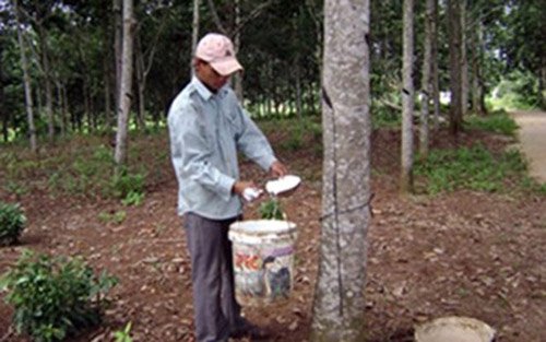 Cao su bị đốn hạ vì giá mủ xuống thấp, người trồng thua lỗ