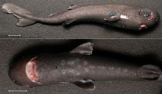 Phát hiện cá mập tí hon dài chưa đến một gang tay