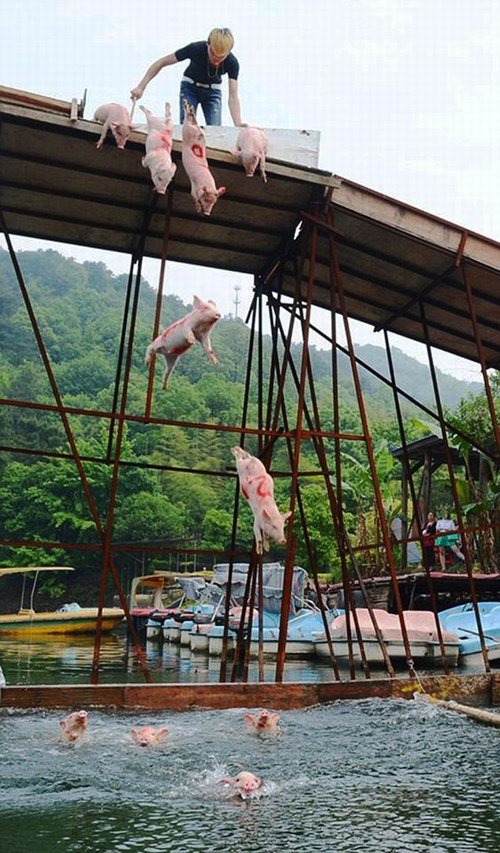 Cuộc thi lợn nhảy cầu kỳ lạ