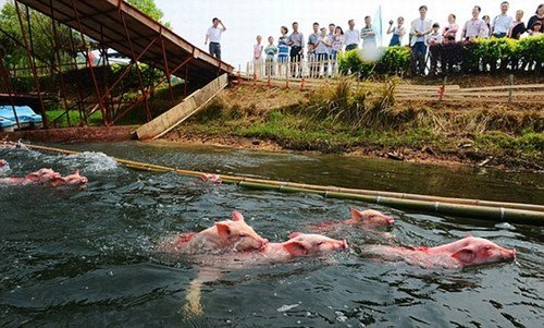 Cuộc thi lợn nhảy cầu kỳ lạ