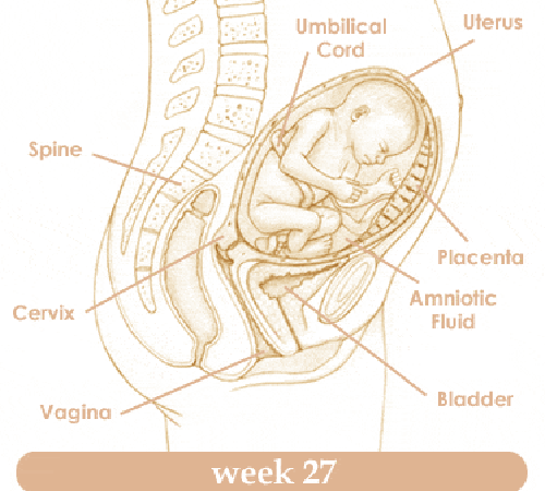 Mang thai tuần thứ 27 và sự phát triển của thai kỳ