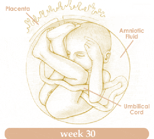 Mang thai tuần thứ 30 và sự phát triển của thai kỳ