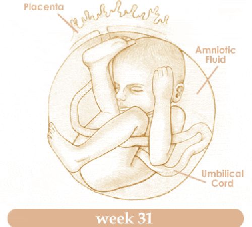 Mang thai tuần thứ 31 và sự phát triển của thai kỳ