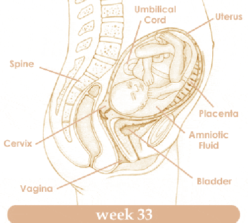 Mang thai tuần thứ 33 và sự phát triển của thai kỳ