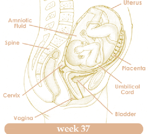Mang thai tuần thứ 37 và sự phát triển của thai kỳ