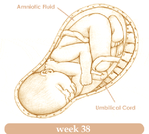 Mang thai tuần thứ 38 và sự phát triển của thai kỳ