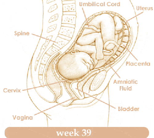 Mang thai tuần thứ 39 và sự phát triển của thai kỳ