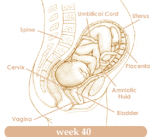 Mang thai tuần thứ 40 và sự phát triển của thai kỳ
