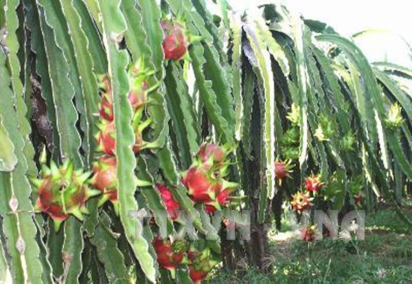 Hàng chục tấn thanh long phải vứt bỏ