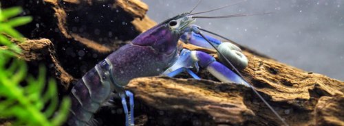 Loài tôm "hoa hậu" hiếm có gây ngạc nhiên