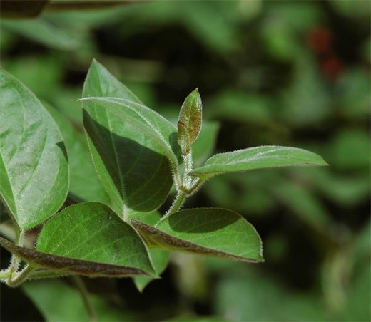 Mẹo tẩy giun an toàn, hiệu quả không cần dùng đến thuốc