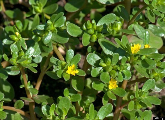 Mẹo tẩy giun an toàn, hiệu quả không cần dùng đến thuốc