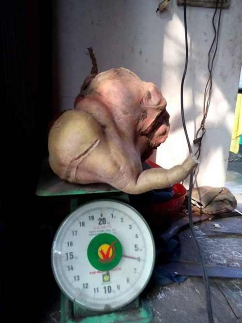 Phát hiện củ khoai lang hình thù lạ, nặng 6 kg