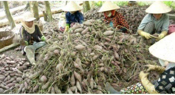 Vĩnh Long: Thương lái ngừng mua khoai, nông dân khó khăn