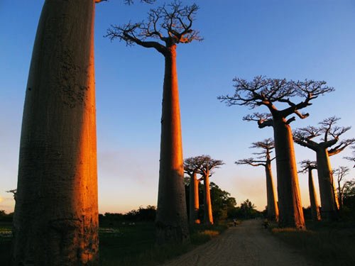Ngoạn mục thiên đường động vật Madagascar