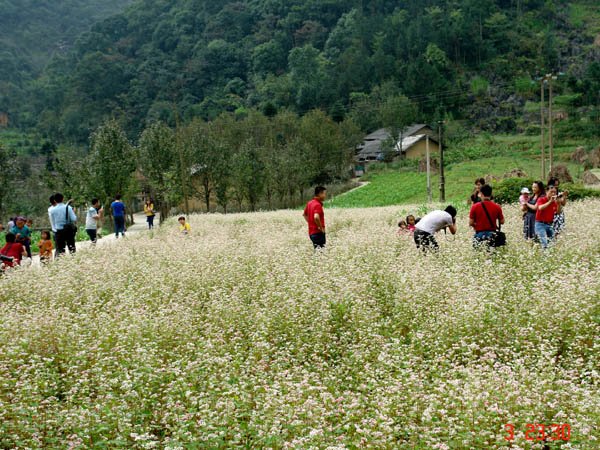 Hà Giang sẽ tổ chức Lễ hội Hoa tam giác mạch