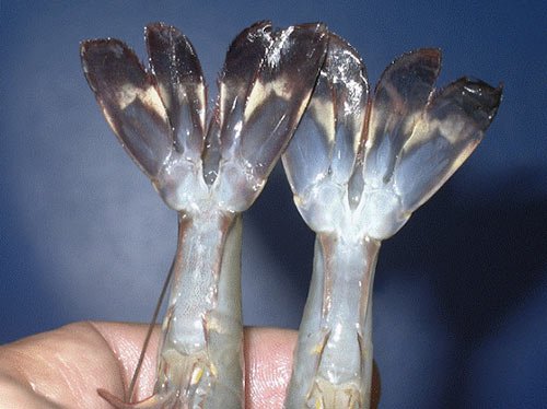 Chiêu nhận biết tôm, bò, gà bơm hoá chất, tránh mua cho con