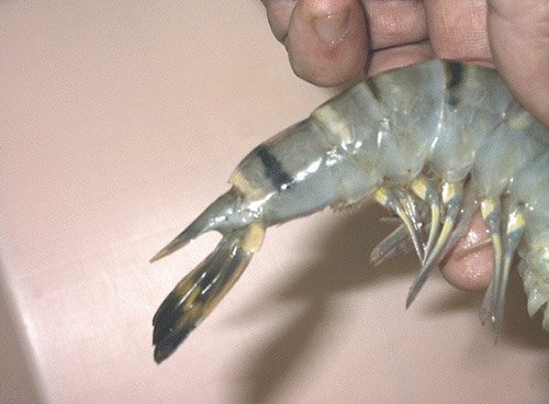 Chiêu nhận biết tôm, bò, gà bơm hoá chất, tránh mua cho con