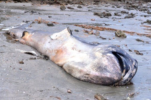 Cá mập dài 5m dạt vào bãi biển Nghệ An