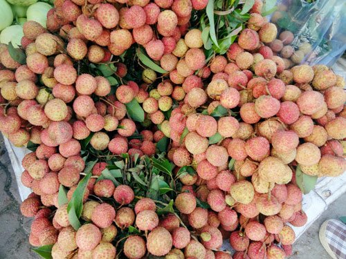 Vải đầu mùa có giá 25.000 đồng/kg