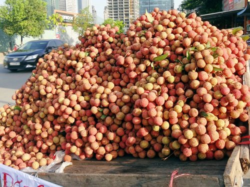 Vải đầu mùa có giá 25.000 đồng/kg