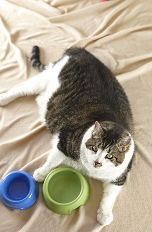 Chú mèo béo nhất thế giới nặng 17,5kg