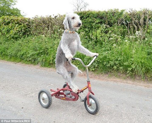 Chú chó thích đi xe đạp gây sốt cộng đồng mạng
