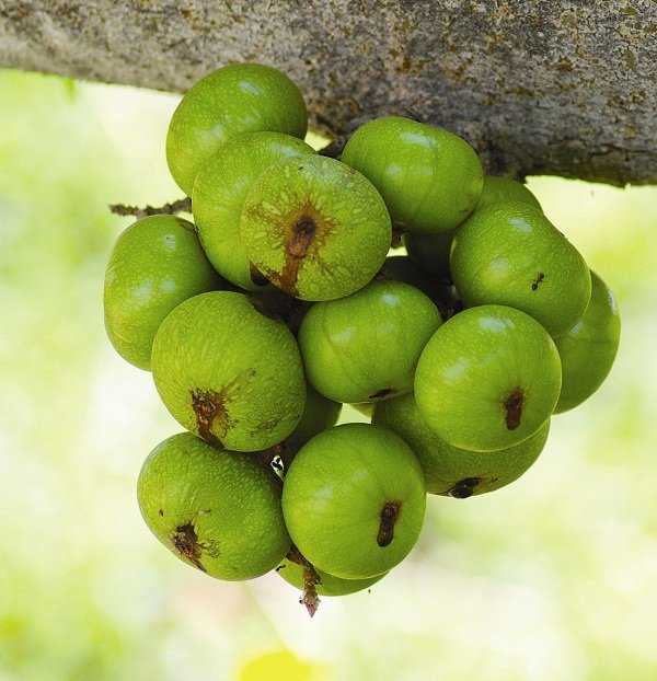 Cách muối sung giòn ngon đơn giản