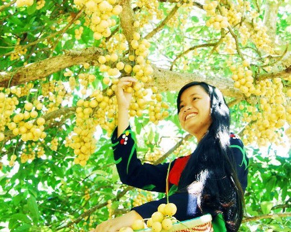 Cà Mau: Bảo tồn vườn dâu Cái Tàu để phát triển du lịch sinh thái