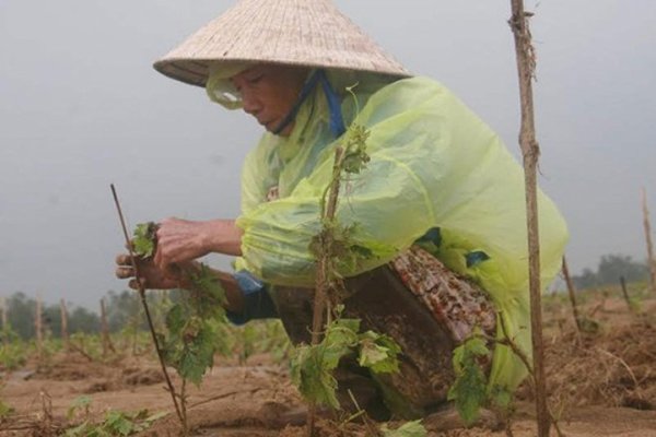 Làm nông được vay tín chấp đến 3 tỉ đồng