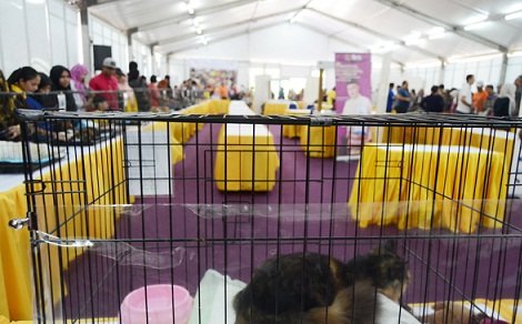 Lễ hội mèo hút phái nữ ở Malaysia