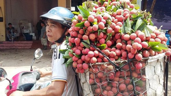 Bát nháo thu mua vải thiều Lục Ngạn