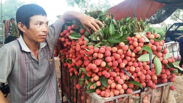 Bát nháo thu mua vải thiều Lục Ngạn