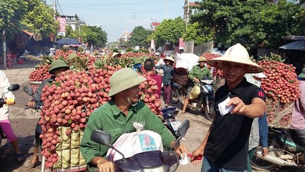 Bát nháo thu mua vải thiều Lục Ngạn