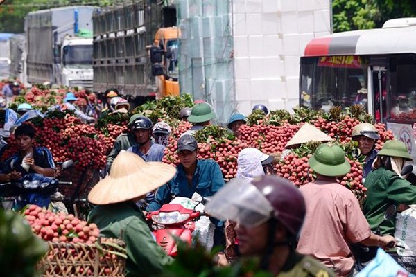 Bát nháo thu mua vải thiều Lục Ngạn