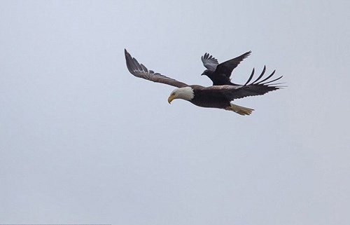 Quạ cưỡi... đại bàng