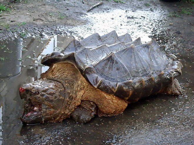 Con rùa có vẻ ngoài đáng sợ như khủng long thời tiền sử
