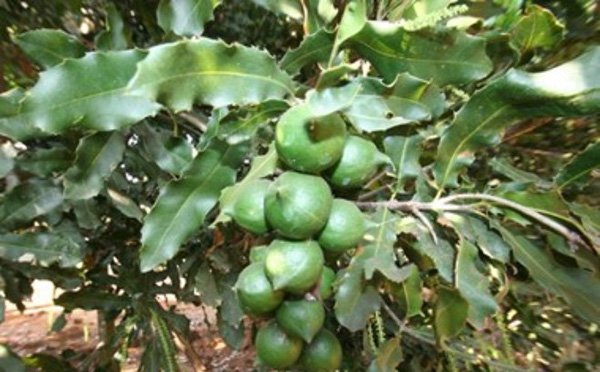 Khuyến cáo người dân không sử dụng giống mắcca chưa rõ nguồn gốc