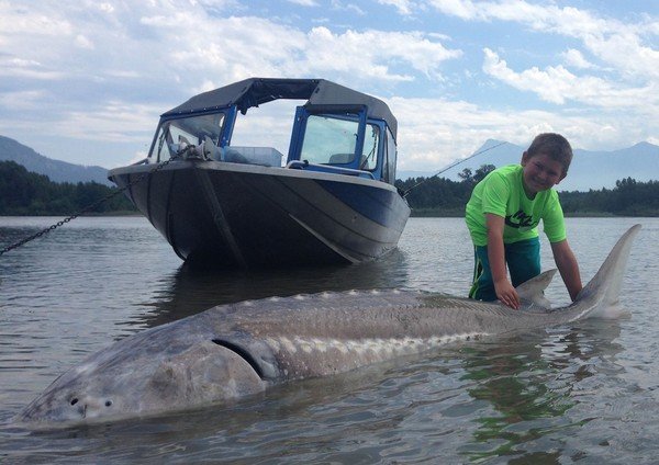 Cậu bé 9 tuổi câu được cá nặng gần 300kg