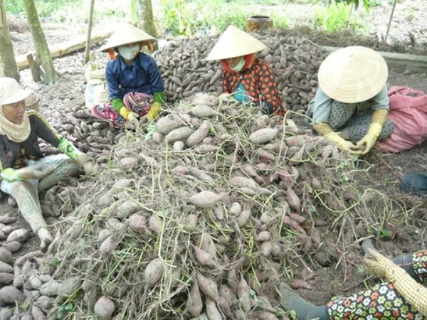 Khoai lang Vĩnh Long vào hàng "cực phẩm" của Việt Nam