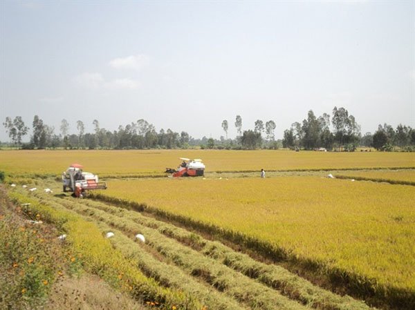 Lúa hè thu ở ĐBSCL: Thắng cả sản lượng và giá thành