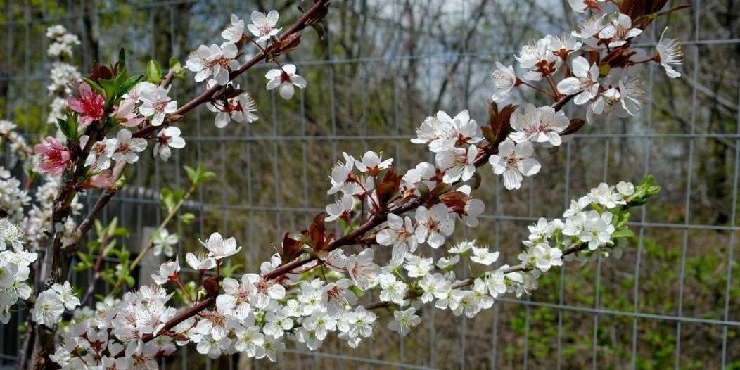 Cây "thần thánh" có thể mọc ra... 40 loại quả khác nhau