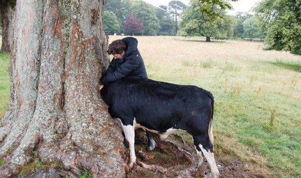 Kì lạ chú bò mắc kẹt đầu trong hốc cây
