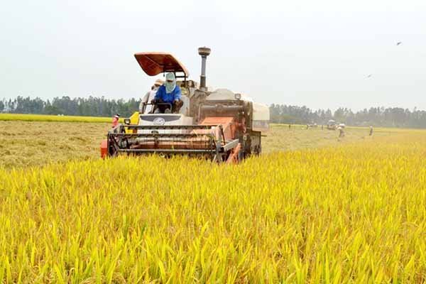 “Bão” giảm giá gạo xuất khẩu: Người trồng lúa tiếp tục “úa”...