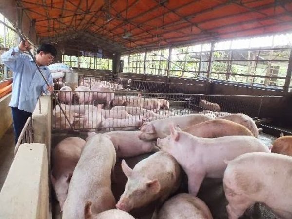 Đồng Nai: Giá lợn hơi giảm mạnh sau thông tin sử dụng chất cấm