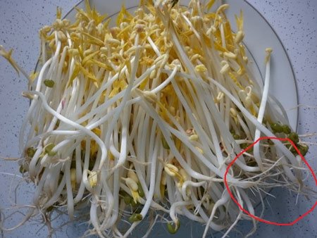 Những điều cần tuyệt đối tránh khi ăn giá đỗ