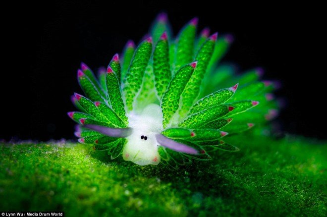 Phát hiện sinh vật biển quý hiếm, dễ thương nhất thế giới